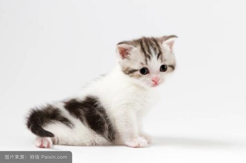 猫咪贫血怎么办 猫贫血该如何治疗