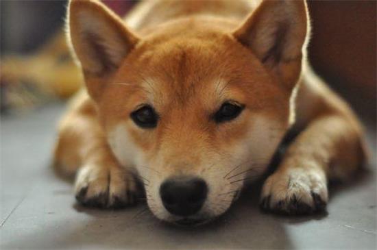 柴犬不能吃什么