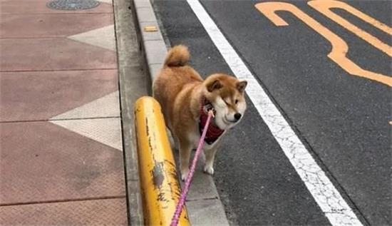 柴犬吃多了吐了怎么办
