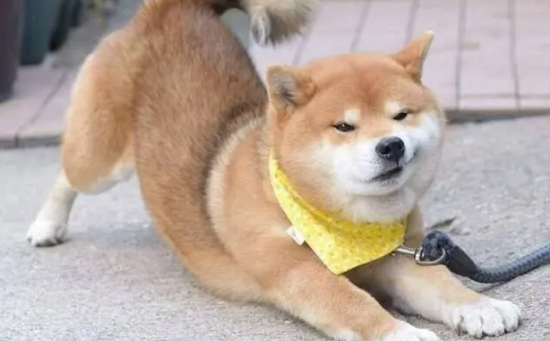 狗狗半夜一直叫怎么办是什么原因