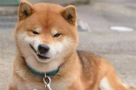 为什么说柴犬需要狠打