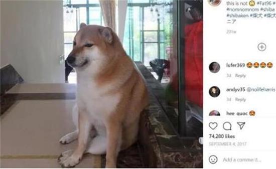 柴犬cheems表情包