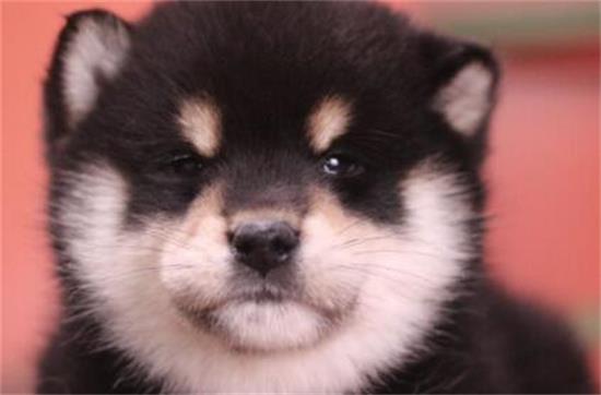 黑柴犬好养吗