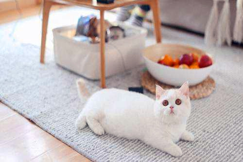 伯曼猫假孕是怎么回事 伯曼猫假孕的原因