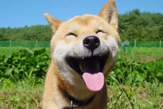 柴犬这四个缺点你能接受吗
