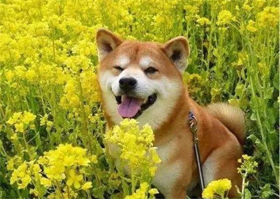 黑柴犬好还是赤柴犬好