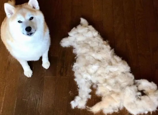 柴犬掉毛严重是什么原因造成的