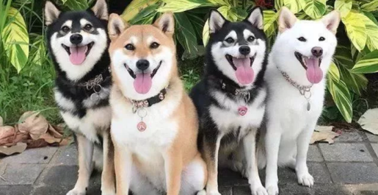 柴犬什么颜色好