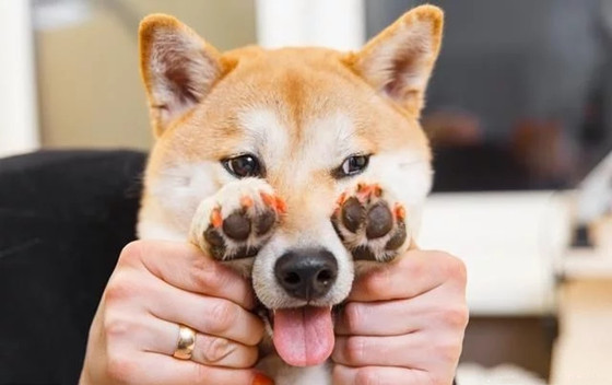 柴犬好养吗
