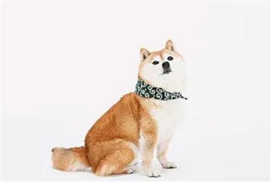 柴犬咳嗽跟卡喉咙了一样是为什么