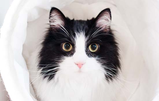 猫子宫积脓能自愈吗 如果不能自愈该如何处理