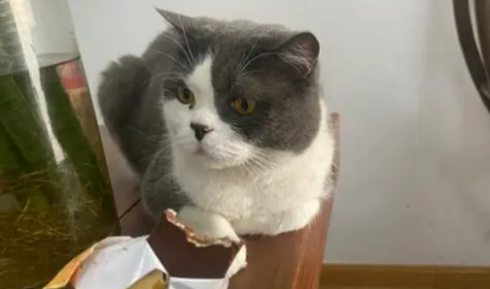 猫体内寄生虫有哪些