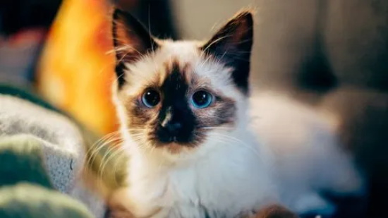 猫糖尿病的症状 也许你的猫正处于危险边缘