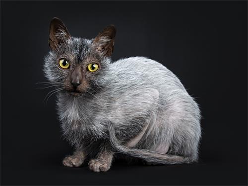 杯状病毒猫寿命 猫杯状病毒会携带终身吗