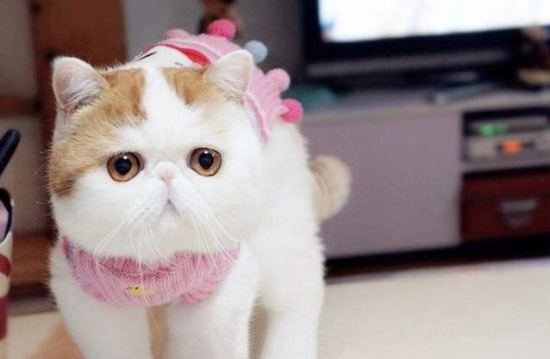 猫咪尿结石怎么治疗 光多喝水可不行