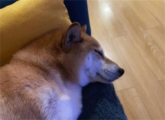 柴犬为何没人养了？这些缺点，太糟人嫌！