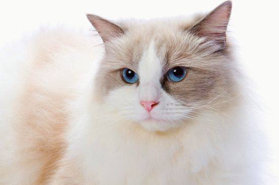 猫咪需要打什么针 猫咪疫苗要如何注射你知道吗