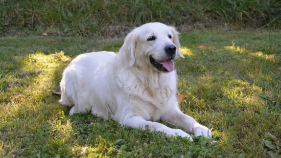 金毛犬一直流口水是什么原因?