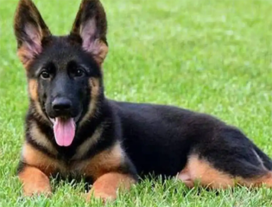 东德牧羊犬纯黑色好吗