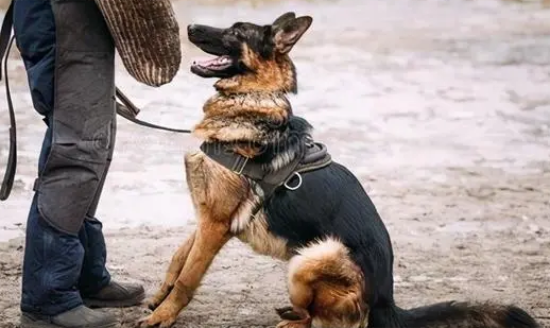 德牧犬拴着养会怎么样？