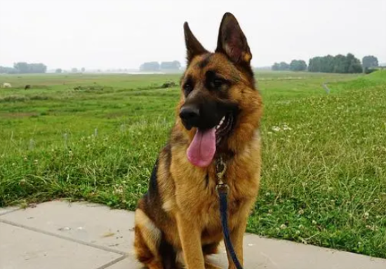 德牧犬的食量怎么样呢