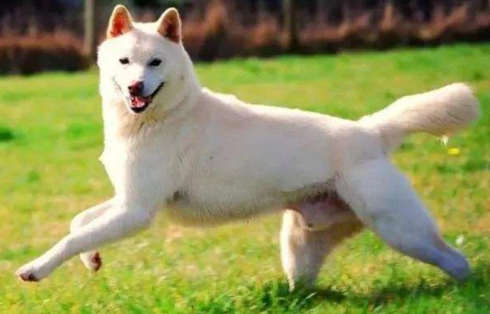 一般狗狗换牙齿是多大?