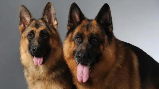 纯种东德牧羊犬哪里买