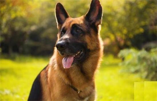 东德国牧羊犬和西德国牧羊犬哪个更像狼