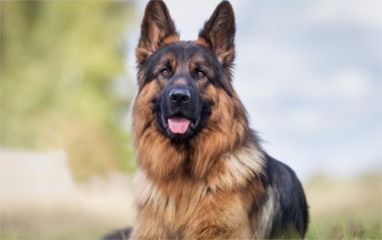 如何饲养德国牧羊犬？