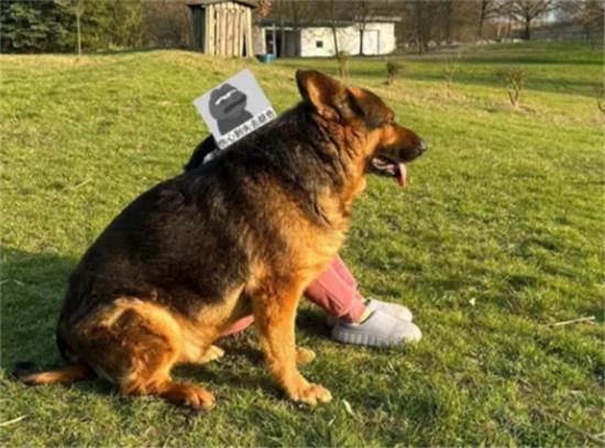 德国牧羊犬怎么不“火”了？这5个原因让人望而却步！