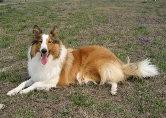 柯利牧羊犬和德国牧羊犬