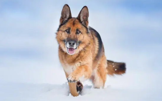 想要养好德牧，得先了解德国牧羊犬吃什么毛亮？