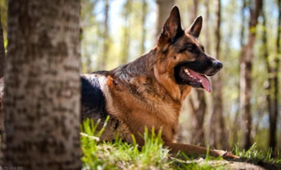 遵从天性！德国牧羊犬怎么训练圈羊？