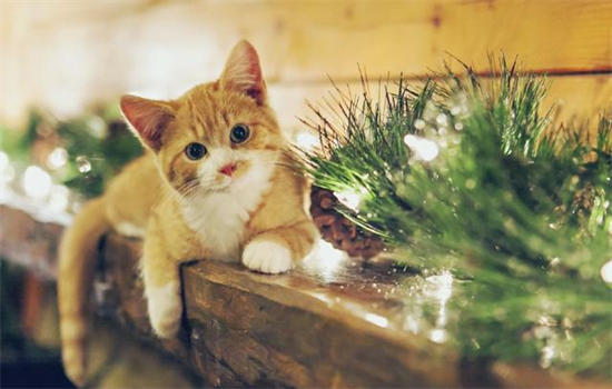 猫咪打喷嚏但是不流鼻涕