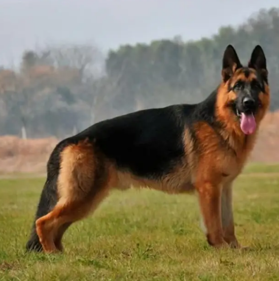 德牧是禁养犬吗