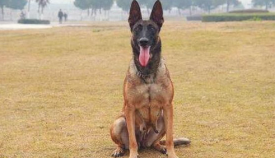 东德牧羊犬拉肚子可以做绝育手术吗？来看看吧