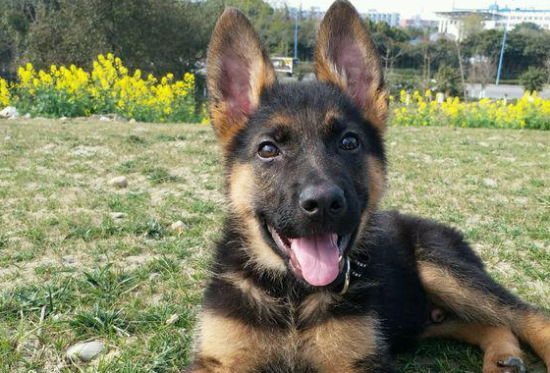 宠物小知识：德国牧羊犬换毛时间介绍