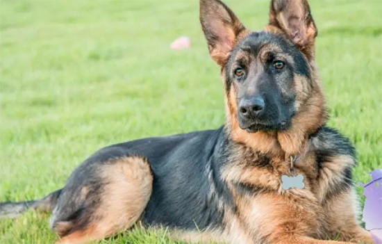 德牧成犬营养全攻略：精选食材与均衡饮食秘籍