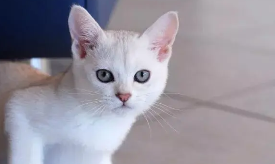 猫咪流口水是为啥 导致猫咪流口水的原因都有哪些