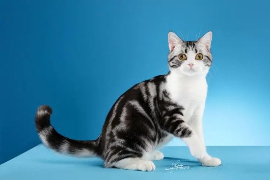 猫咪肉芽肿如何根治 
