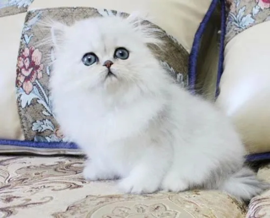 猫咪胃炎是怎么得的 猫咪胃炎分为急性和慢性