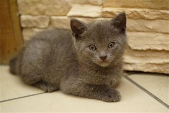 猫咪长猫癣最初的特征什么？