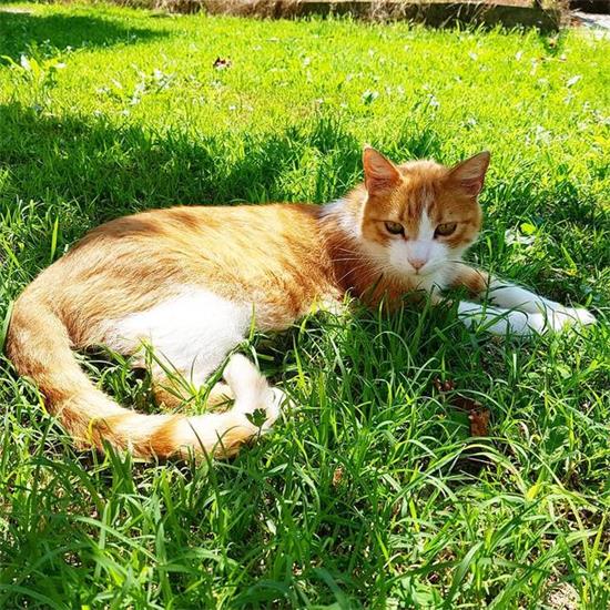 猫鼻支治愈率高吗 猫鼻支的及时治疗是很重要