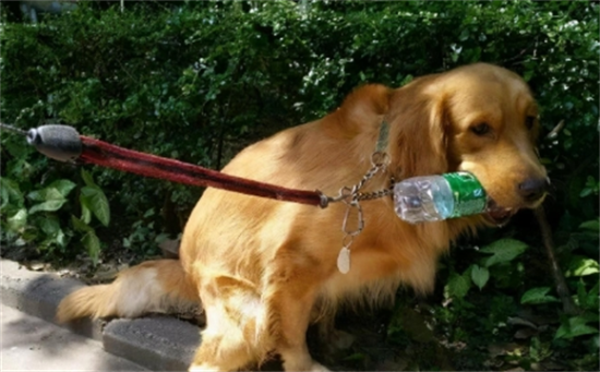 金毛是什么犬类