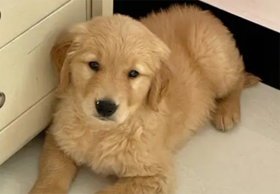 小金毛幼犬适合叫什么名字呢