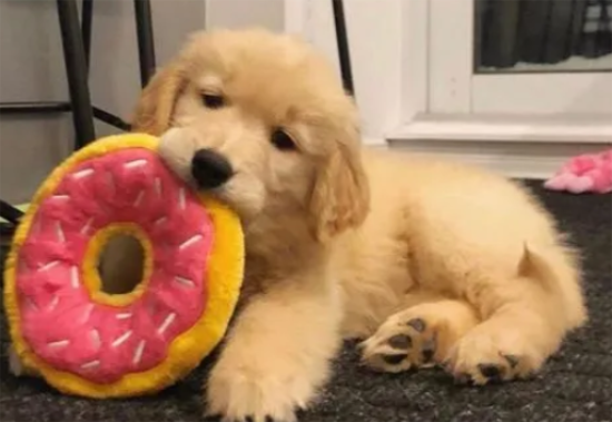 金毛犬多少钱一只幼崽