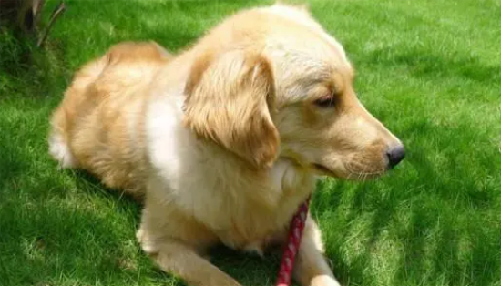 金毛幼犬怎么训练才听话懂事