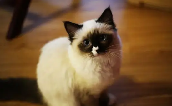 猫拉稀很臭还黄黄的 健康预警要重视