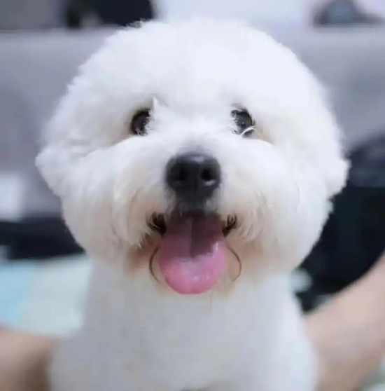 狗狗脱水了怎么快速补水