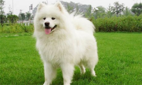 萨摩耶属于中型犬还是大型犬？